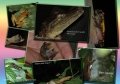 andes, amazon, wildlife, ecuad-17